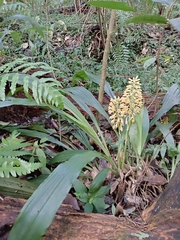 Calanthe speciosa