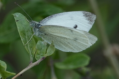 Pieris mannii