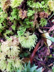 Hypnodendron
