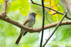 Terpsiphone atrocaudata