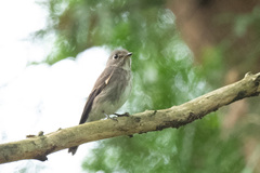 Muscicapa sibirica