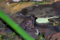 Limnonectes fujianensis