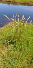 Plantago coronopus