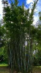 Bambusa chungii