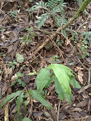 Cephalantheropsis obcordata