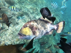 Balistoides viridescens