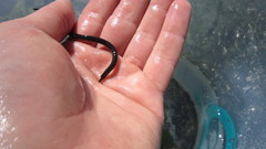 Nerophis lumbriciformis