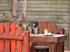 Chlorocebus pygerythrus pygerythrus