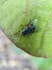 Calliphora dubia