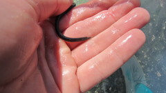 Nerophis lumbriciformis