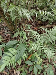 Calanthe triplicata