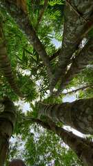 Dendrocalamus sinicus