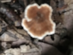 Podoscypha petalodes