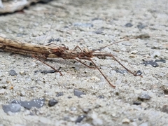 Trachythorax