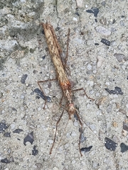 Trachythorax