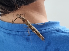 Trachythorax