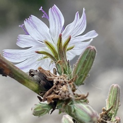 Stephanomeria diegensis
