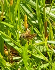 Taractrocera papyria