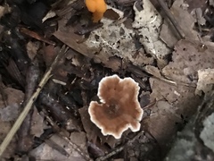 Podoscypha petalodes