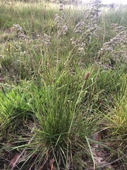 Chascolytrum subaristatum