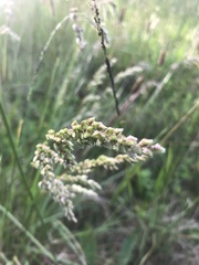 Chascolytrum subaristatum