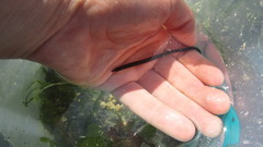 Nerophis lumbriciformis