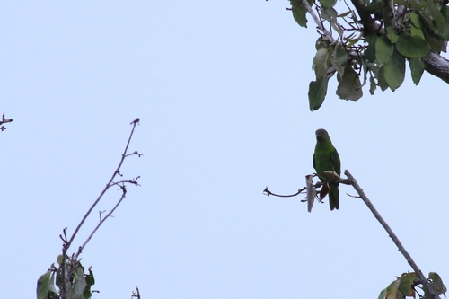Song Parrot (Geoffroyus heteroclitus), photo 4
