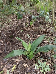 Calanthe triplicata