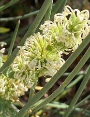 Nepeta italica