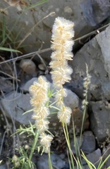 Melica persica