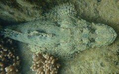 Cymbacephalus beauforti