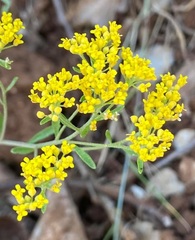 Odontarrhena muralis