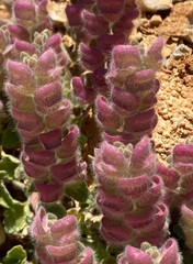 Scutellaria utriculata