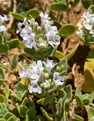 Ziziphora clinopodioides