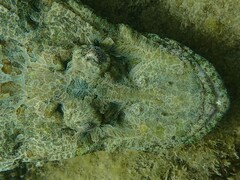 Cymbacephalus beauforti