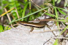 Eutropis longicaudata