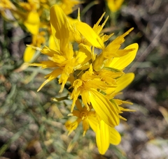 Ericameria bloomeri