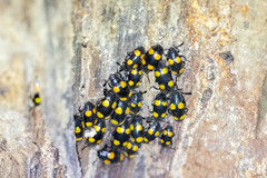 Eumorphus quadriguttatus