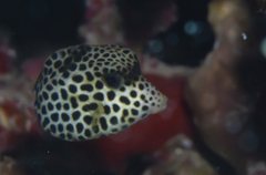 Lactophrys bicaudalis