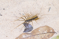 Scutigeridae