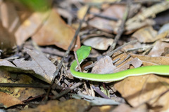 Trimeresurus macrops