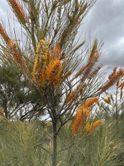 Grevillea eriostachya