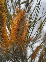 Grevillea eriostachya
