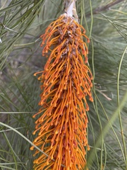 Grevillea eriostachya
