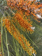 Grevillea eriostachya