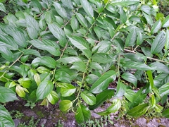 Rhamnus formosana
