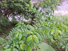 Rhamnus formosana