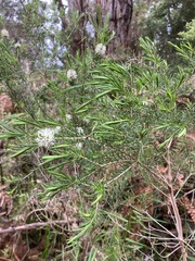 Melaleuca ericifolia
