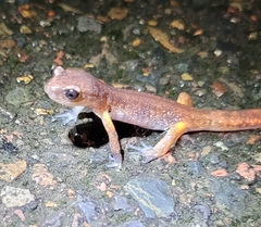 Ensatina eschscholtzii