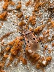 Physopelta quadriguttata